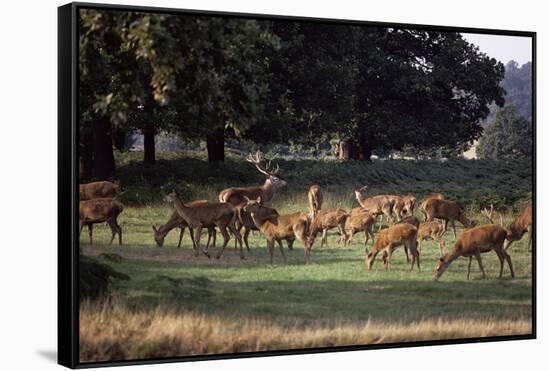 Deer, Richmond Park, Surrey, England, United Kingdom-Walter Rawlings-Framed Stretched Canvas