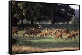 Deer, Richmond Park, Surrey, England, United Kingdom-Walter Rawlings-Framed Stretched Canvas