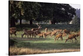 Deer, Richmond Park, Surrey, England, United Kingdom-Walter Rawlings-Stretched Canvas