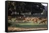 Deer, Richmond Park, Surrey, England, United Kingdom-Walter Rawlings-Framed Stretched Canvas