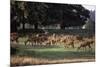 Deer, Richmond Park, Surrey, England, United Kingdom-Walter Rawlings-Mounted Photographic Print