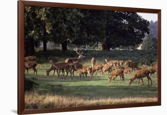 Deer, Richmond Park, Surrey, England, United Kingdom-Walter Rawlings-Framed Photographic Print