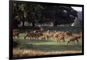 Deer, Richmond Park, Surrey, England, United Kingdom-Walter Rawlings-Framed Photographic Print