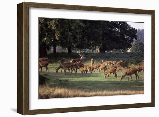 Deer, Richmond Park, Surrey, England, United Kingdom-Walter Rawlings-Framed Photographic Print