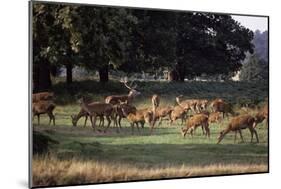 Deer, Richmond Park, Surrey, England, United Kingdom-Walter Rawlings-Mounted Photographic Print