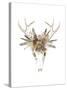 Deer Skull & Flowers I-Naomi McCavitt-Stretched Canvas