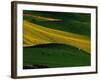 Deer Standing in Field-Darrell Gulin-Framed Photographic Print