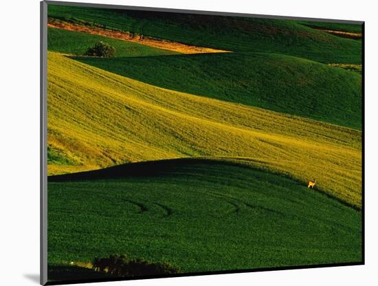 Deer Standing in Field-Darrell Gulin-Mounted Photographic Print