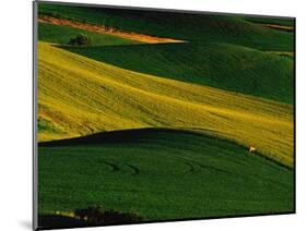 Deer Standing in Field-Darrell Gulin-Mounted Photographic Print