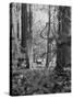 Deer Standing in the Woods During a Deer Hunt by the Bull Penn Hunting Club-null-Stretched Canvas