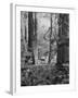 Deer Standing in the Woods During a Deer Hunt by the Bull Penn Hunting Club-null-Framed Photographic Print