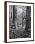 Deer Standing in the Woods During a Deer Hunt by the Bull Penn Hunting Club-null-Framed Photographic Print