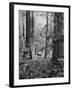 Deer Standing in the Woods During a Deer Hunt by the Bull Penn Hunting Club-null-Framed Photographic Print