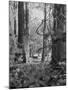 Deer Standing in the Woods During a Deer Hunt by the Bull Penn Hunting Club-null-Mounted Photographic Print