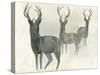 Deer Trio-Beverly Dyer-Stretched Canvas