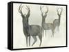 Deer Trio-Beverly Dyer-Framed Stretched Canvas