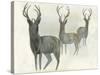 Deer Trio-Beverly Dyer-Stretched Canvas