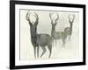 Deer Trio-Beverly Dyer-Framed Art Print
