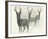 Deer Trio-Beverly Dyer-Framed Art Print