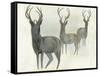 Deer Trio-Beverly Dyer-Framed Stretched Canvas