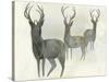 Deer Trio-Beverly Dyer-Stretched Canvas