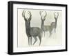 Deer Trio-Beverly Dyer-Framed Art Print