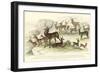 Deer Varieties-J. Stewart-Framed Art Print