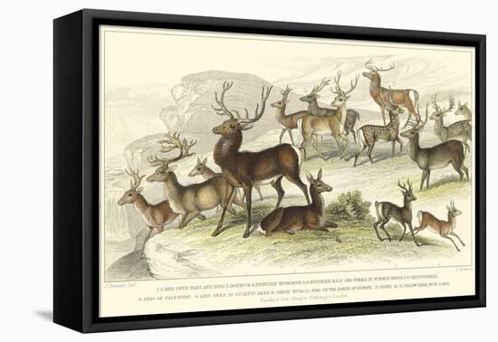 Deer Varieties-J. Stewart-Framed Stretched Canvas