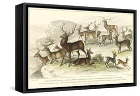 Deer Varieties-J. Stewart-Framed Stretched Canvas