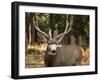 Deer Watch I-Ozana Sturgeon-Framed Photographic Print