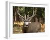 Deer Watch I-Ozana Sturgeon-Framed Photographic Print