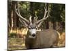 Deer Watch I-Ozana Sturgeon-Mounted Photographic Print