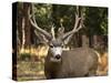 Deer Watch I-Ozana Sturgeon-Stretched Canvas