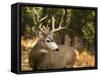 Deer Watch II-Ozana Sturgeon-Framed Stretched Canvas