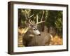 Deer Watch II-Ozana Sturgeon-Framed Photographic Print