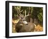 Deer Watch II-Ozana Sturgeon-Framed Photographic Print