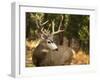 Deer Watch II-Ozana Sturgeon-Framed Photographic Print