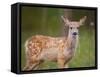 Deer Watch III-Ozana Sturgeon-Framed Stretched Canvas