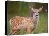 Deer Watch III-Ozana Sturgeon-Stretched Canvas