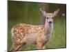 Deer Watch III-Ozana Sturgeon-Mounted Photographic Print