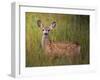 Deer Watch IV-Ozana Sturgeon-Framed Photographic Print