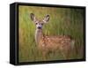 Deer Watch IV-Ozana Sturgeon-Framed Stretched Canvas