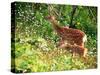 Deer-null-Stretched Canvas