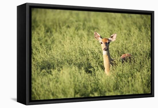 Deer-null-Framed Stretched Canvas