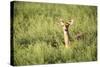 Deer-null-Stretched Canvas