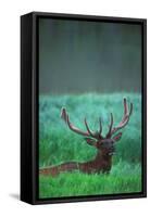 Deer-null-Framed Stretched Canvas