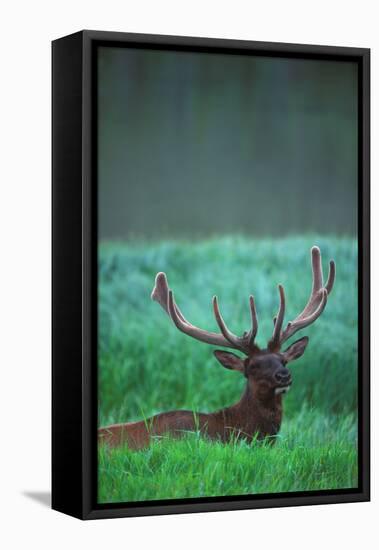 Deer-null-Framed Stretched Canvas