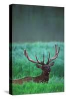 Deer-null-Stretched Canvas