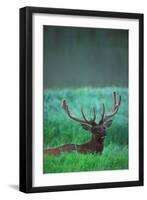 Deer-null-Framed Premium Photographic Print