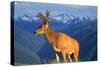 Deer-null-Stretched Canvas